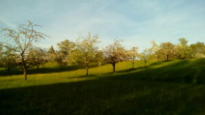 Obstwiese am See